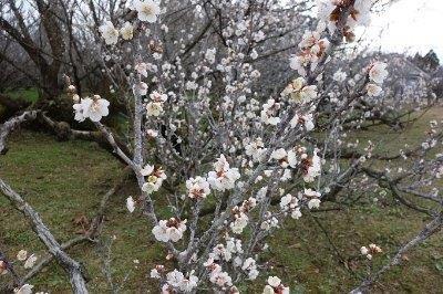 梅の花